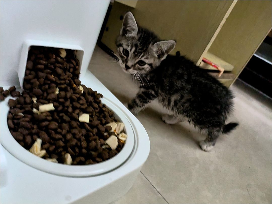 活物中华田园猫猫咪幼崽小奶猫橘猫橘白狸猫黑猫猫咪真猫宠物猫咪